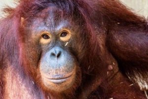 Read more about the article Pony l’orangutan e i bordelli per zoofili