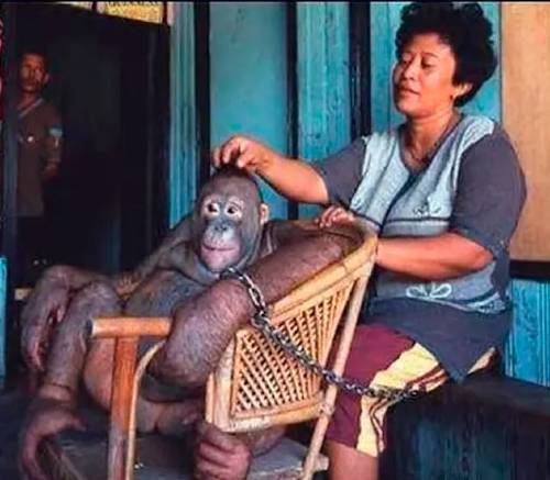 Pony l'orangutan e la sua pappona